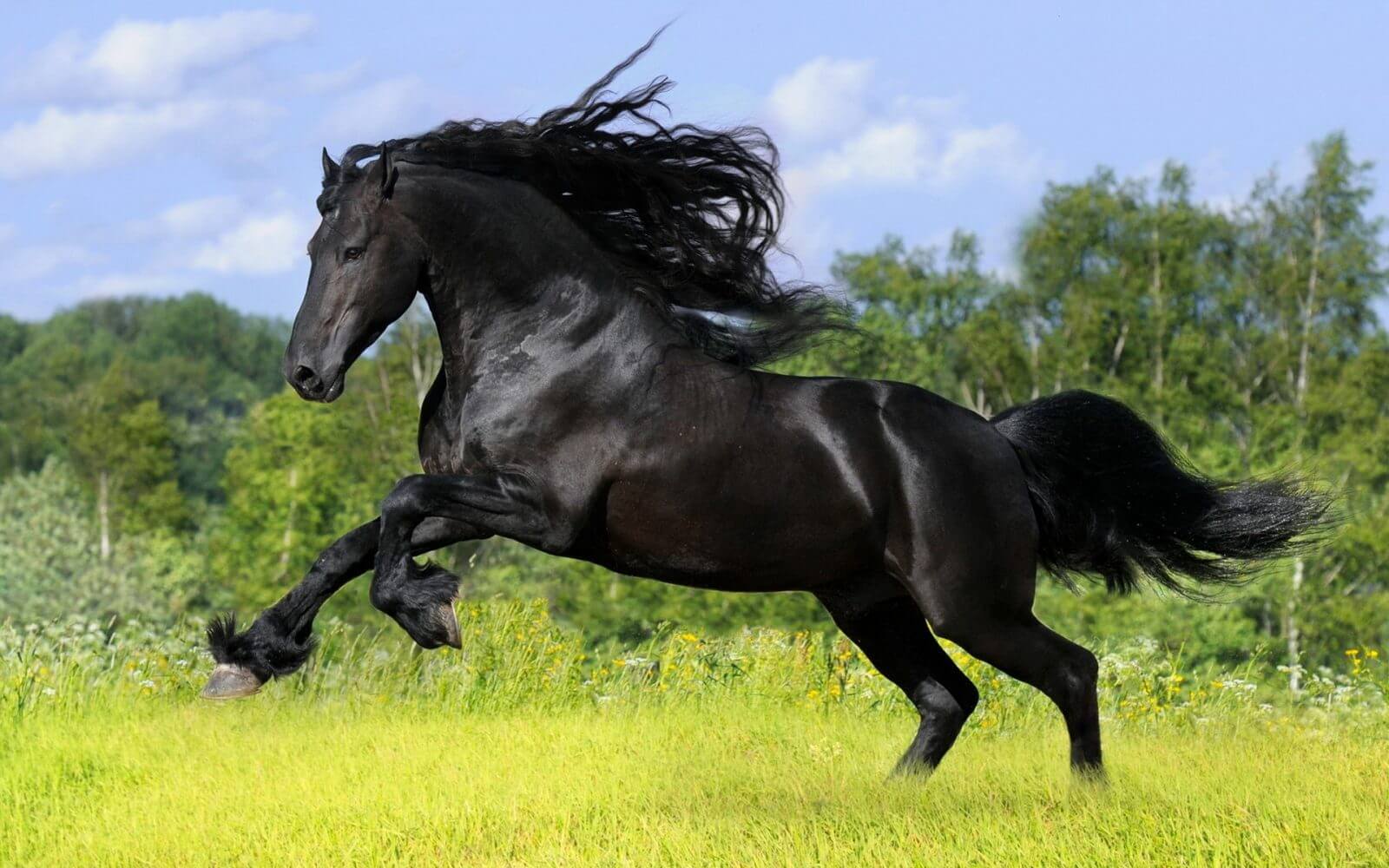 Horses World Sale